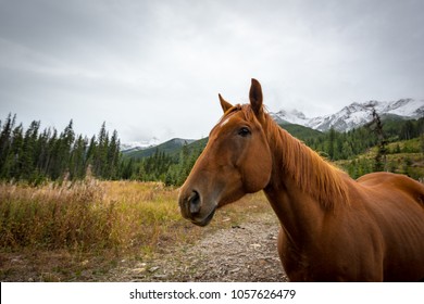 Beautiful brown coated wild horse in a meadow with the Purcell mountains behind it near Invermere, British Columbia, Canada