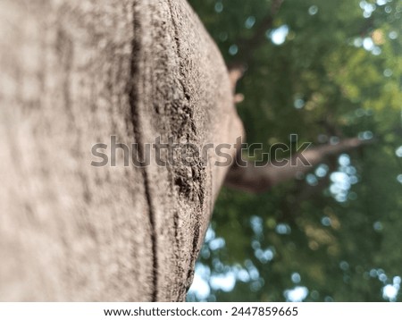 the beautiful brown color of the tree trunk