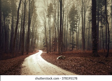 Beautiful brown colored foggy woodland with forest road. 