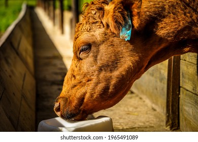 Beautiful Brown Cow And A Salt Lick