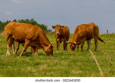 Beautiful Brown Cows Grazing In The Green Field In France