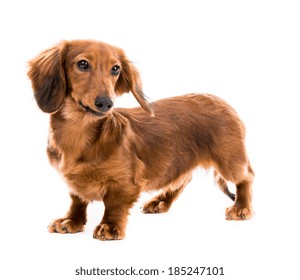 Beautiful brown d dachshund on white background