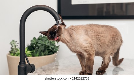 Beautiful Brown Devon Rex Cat (Blu Point Type) Drinking Tap Water In The Kitchen