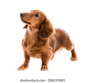 Beautiful brown dog breed dachshund on white background