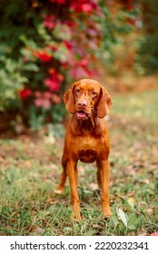 Beautiful Brown Dog With Kind Eyes In The Autumn Forest