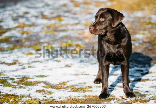 Beautiful Brown Dog Lab Labrador Retriever Royalty Free Stock Image