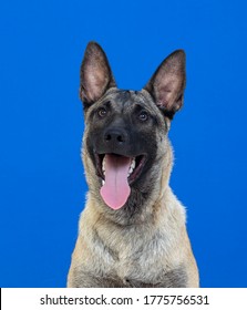 Beautiful brown dog on a blue background
