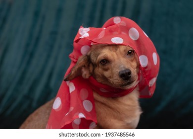 犬 おすわり の画像 写真素材 ベクター画像 Shutterstock