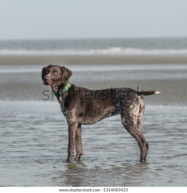 Beautiful Brown Dog Playing On Beach Stock Photo Edit Now 1314083423