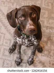 German Shorthaired Pointer Puppies Images Stock Photos Vectors