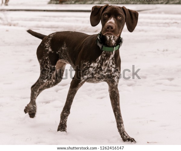 Beautiful Brown Dog Playing Dog Sitting Stock Photo Edit Now