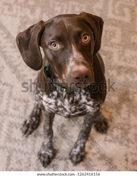 Beautiful Brown Dog Playing Dog Sitting Stock Photo Edit Now