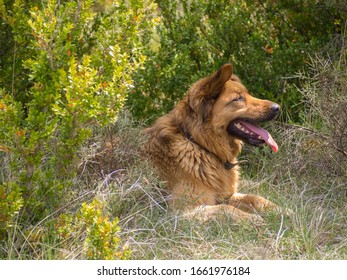 Beautiful brown dog resting in the bushes