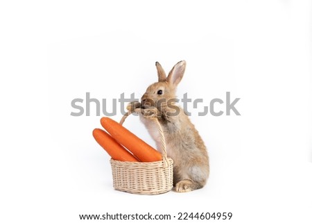 Beautiful brown easter rabbits eating carrot isolated on white background., Healthy lifestyle.