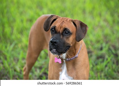 female boxer dog