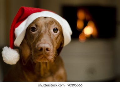 Beautiful brown female Hungarian Vizsla dog dressed in a santa hat.