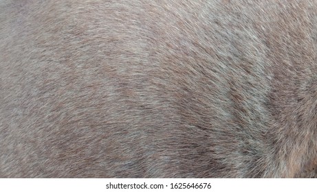 Beautiful Brown Fur Texture Wallpaper Stock Photo 1625646676 | Shutterstock