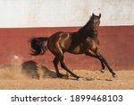 Beautiful brown gelding thoroughbred horse galloping in freedom