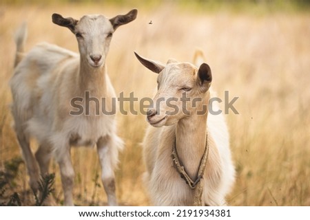 Beautiful brown goats graze on the meadow. Rural life. Farm life. A close-up of a goat's face. Farming. Сток-фото © 