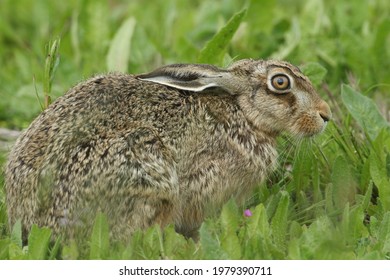 A Beautiful Brown Hare, Lepus Europaeus, Feeding In A Field In The UK.