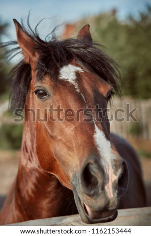 Similar – long face, little horse