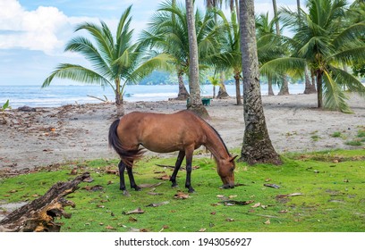 Beautiful Brown Horse Is Eating Grass Near Manuel Antonio National Park In Costa Rica. Central America.