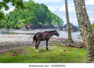 Beautiful Brown Horse Is Eating Grass Near Manuel Antonio National Park In Costa Rica. Central America.