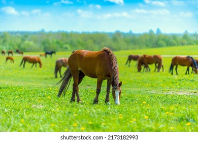 A beautiful brown horse grazes on a flowering sunny meadow in a field along with a herd of horses. Purebred mare on pasture in summer. Landscape, wallpaper. - Shutterstock ID 2173182993