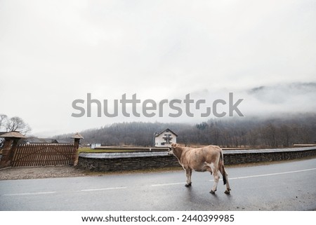 A beautiful brown horse leisurely walks across a street, accompanied by a charming wooden fence. The horses graceful movement conveys a sense of tranquility and rural charm