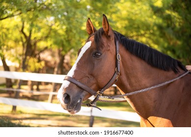 A beautiful brown horse on a farm