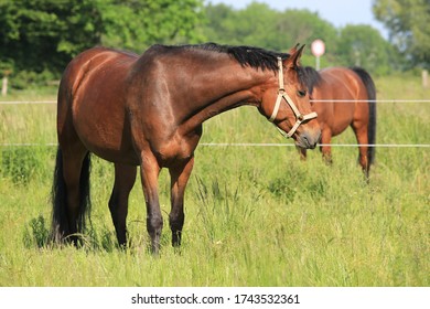 Beautiful Brown Horse On A Pasture In Westphalia, Germany