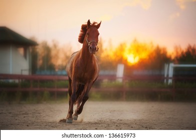 Beautiful Brown Horse Running In The Paddock At Sunset