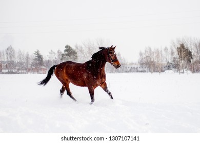Beautiful brown horse running in the snow blizzard