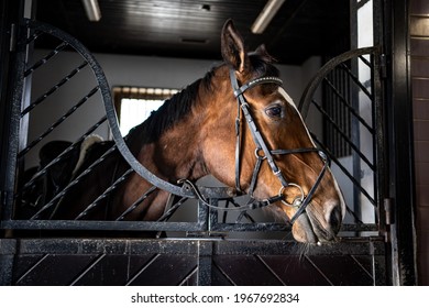 Pony Club Images Stock Photos Vectors Shutterstock