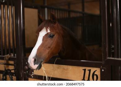 A beautiful brown horse is standing in the stable in the paddock, looking over the fence, chewing hay. Equestrian club, horse riding, animal protection, pet concept - Powered by Shutterstock