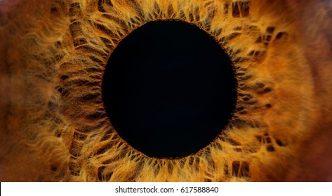 Beautiful Brown Human Eye Very Close-up Macro Photography