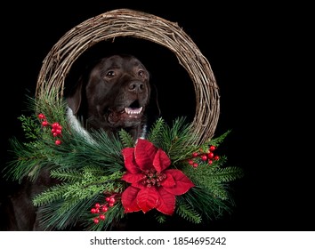 Beautiful Brown Lab Dog Isolated On Black Background Looking Through Center Of Holiday Christmas Wreath Decorated With Greenery And Poinsettia With Copy Space.