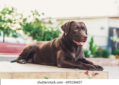 Beautiful Brown Labrador