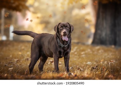 Beautiful Brown Labrador In Nature