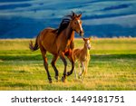 A beautiful brown mare nurturing and teaching her sweet new little foal on a golden summers evening