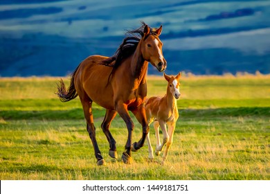A beautiful brown mare nurturing and teaching her sweet new little foal on a golden summers evening - Shutterstock ID 1449181751