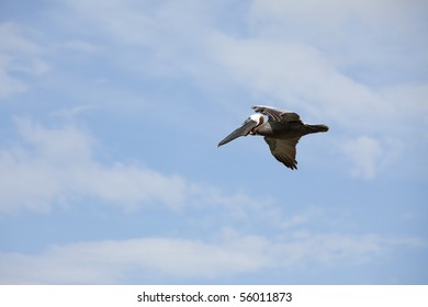 Beautiful Brown Pelican  Endangered By Gulf Oil Spill Flying In Blue Sky With White Puffy Clouds