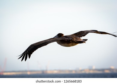 A beautiful Brown Pelican soaring over the water in Pensacola, FL.