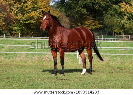 beautiful brown quarter horse is standing on the paddock