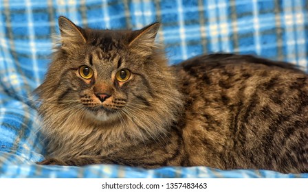 Fat Thick Cheeks Dense Wool Sitting Stock Photo Shutterstock