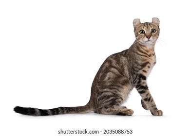 758 American curl shorthair Images, Stock Photos & Vectors | Shutterstock