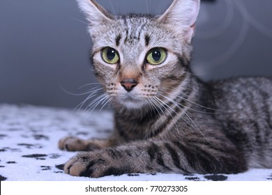 Beautiful Brown Tabby Cat Green Eyes Stock Photo 770273305 | Shutterstock