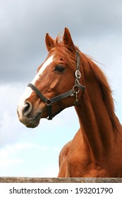 	Beautiful brown thoroughbred horse head at farm. Head shot of a chestnut horse. Portrait of nice brown bay horse 