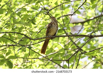 Beautiful Brown Thrasher caught perching on a tree singing his head off.