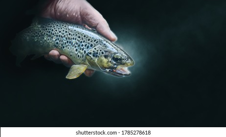 Beautiful brown trout caught on the fly. - Powered by Shutterstock